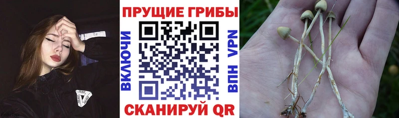 Купить закладки Кимовск Псилоцибиновые грибы прущие грибы